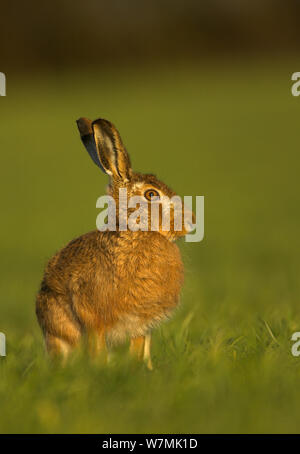 Feldhase (Lepus europaeus) Portrait. Derbyshire, Großbritannien, März. Stockfoto