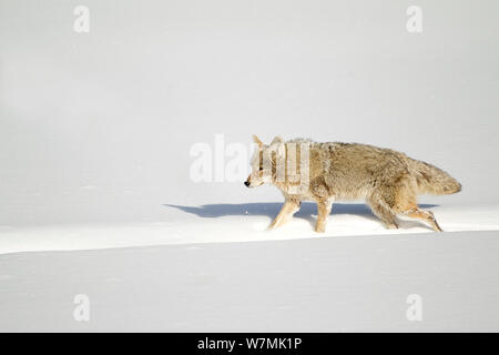 Kojote (Canis yogiebeer) entlang eine bison Spur im Schnee. Yellowstone, USA, Februar. Stockfoto