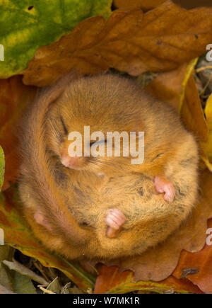 Haselmaus (Muscardinus avellanarius) Hibernating unter verlässt. Gefangen. Leicestershire, Großbritannien, Oktober. Stockfoto