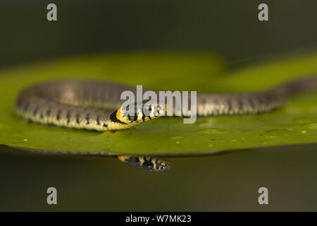 Ringelnatter (Natrix natrix) auf einem lily Pad. Leicestershire, Großbritannien, Oktober. Stockfoto