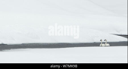 Trumpeter Swans (Cygnus buccinator) auf dem Fluss von Eis, Yellowstone, USA, Februar umgeben. Stockfoto