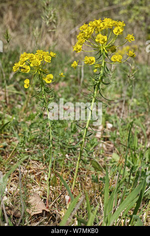 Pflanzen von zypressen Wolfsmilch in Blüte, Frühling in Italien Stockfoto