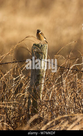 Schwarzkehlchen (Saxicola torquata) männlichen auf Zaun gehockt, elmley Sümpfe RSPB Reservat, Kent, Großbritannien, Februar Stockfoto