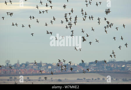 Europäische Pfeifente (Anas penelope) Herde im Flug über Sümpfe mit urbanen Landschaft im Hintergrund, elmley Sümpfe RSPB Reservat, Kent, Großbritannien, Februar Stockfoto