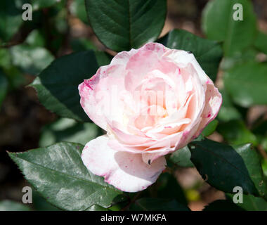 Miss Rose Englisch Stockfoto