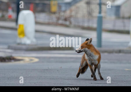 Junge Red Fox (Vulpes vulpes) Läuft eine Straße, Bristol, UK, Januar 2012 Stockfoto