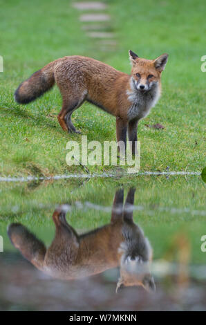 Junge Red Fox (Vulpes vulpes) anfahren Teich im Garten, Bristol, UK, Januar Stockfoto