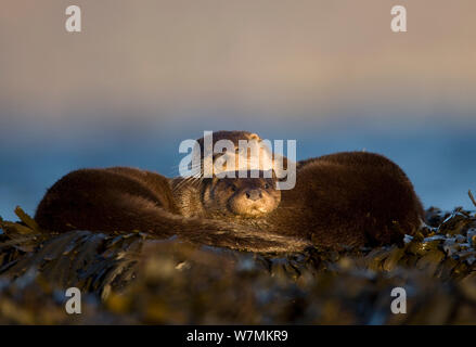 Zwei europäische Fischotter (Lutra lutra) ruhen unter Algen, Isle of Mull, Innere Hebriden, Schottland, UK, Dezember Stockfoto