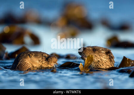 Zwei europäische Fischotter (Lutra lutra) schwimmen im Wasser, Isle of Mull, Innere Hebriden, Schottland, UK, Dezember Stockfoto