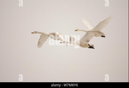 Singschwäne (Cygnus Cygnus) im Flug, Caerlaverock WWT, Schottland, Solway, UK, Januar. Stockfoto