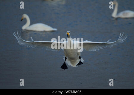 Singschwan (Cygnus Cygnus) im Flug, an. WWT Caerlaverock, Schottland, Solway, UK, Januar. Stockfoto