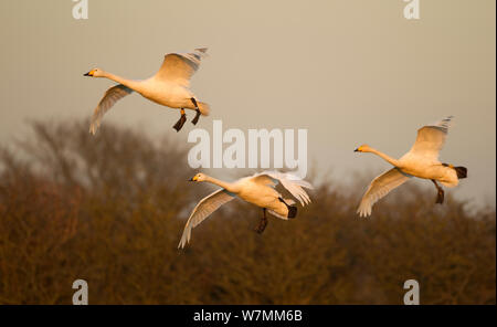 Singschwäne (Cygnus Cygnus) im Flug, Caerlaverock WWT, Schottland, Solway, UK, Januar. Stockfoto