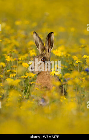 Europäische hare (Lepus europaeus) in stillgelegten Feld mit Mais Ringelblumen (Chrysanthemum segetum), Norfolk, England, UK, September Stockfoto