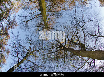 Suchen, um sich durch die Baumkronen des Waldes Bäume, Erle Carr, Woodwalton Fen, Cambridgeshire, UK, November Stockfoto