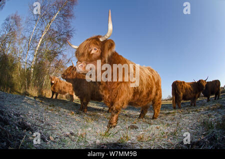 Herde von Highland Cattle auf Moorland zum Sumpf, Woodwalton Fen, Cambridgeshire, Großbritannien weiden, Juni Stockfoto