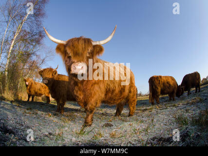 Herde von Highland Cattle auf Moorland zum Sumpf, Woodwalton Fen, Cambridgeshire, Großbritannien weiden, Juni Stockfoto