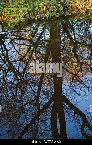 Reflexion der Bäume im Wasser, Erle carr Waldland, Woodwalton Fen, Cambridgeshire, UK, Dezember Stockfoto