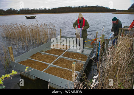 Freiwillige Vorbereitung einer Seeschwalbe floss zu verschachteln Flußseeschwalben (Sterna hirundo) auf Ormesby Breit, Teil der Dreifaltigkeit Broads Komplex in Norfolk Broads, UK, April 2012 gewinnen Stockfoto