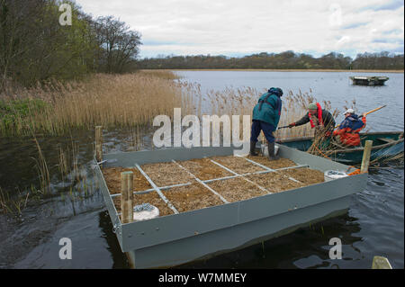 Freiwillige Vorbereitung einer Seeschwalbe floss zu verschachteln Flußseeschwalben (Sterna hirundo) auf Ormesby Breit, Teil der Dreifaltigkeit Broads Komplex in Norfolk Broads, UK, April 2012 gewinnen Stockfoto