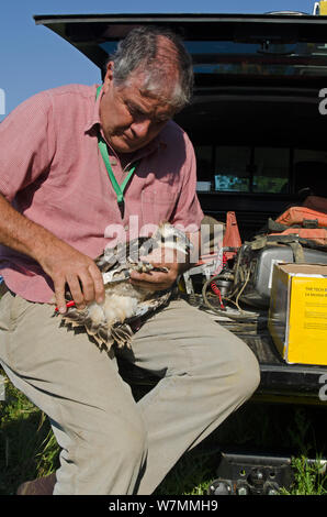 Tim Appleton, Bauleiter bei Rutland Water, Klingeln ein bald flügge Fischadler (Pandion haliaetus) Küken aus dem Nest in der Nähe von Rutland Water. UK, Juni. Stockfoto