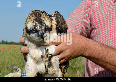 Bald, Fischadler (Pandion Haliaetus) Küken flügge nach wird umringt von Tim Appleton, Site Manager bei Rutland Water. UK, Juni. Stockfoto