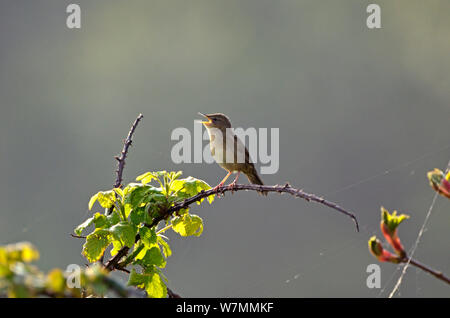 Grasshopper Warbler (Locustella naevia) männlichen Gesang in der Morgendämmerung. Rutland Water, April. Stockfoto