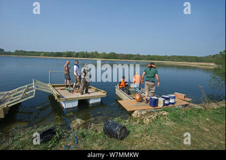 Haus Seeschwalbe floss für Flußseeschwalben zu züchten. Rutland Water, UK, April. Stockfoto