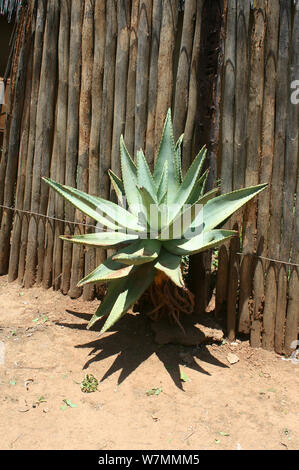 Aloe Vera Pflanze, die durch einen Zaun in Shakaland Zulu Cultural Village, Eshowe, Kwazulu Natal, Südafrika Stockfoto