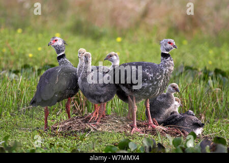 Süd-/Crested Screamer (Chauna torquata) elterliche Paar mit Küken im Nest. Ibera Feuchtgebiete Provincial Park, Argentinien, Oktober. Stockfoto