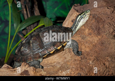 Annam blatt Schildkröte (Mauremys annamensis) ruht auf einem Felsen, tritt Vietnam, vom Aussterben bedrohten Arten. Captive Stockfoto