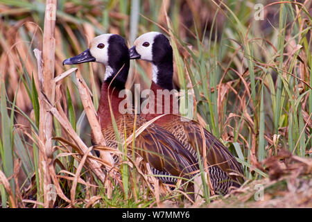 Weiß - Pfeifen/Baum Ente (Dendrocygna viduata) zwei ständige unter Gras, tropischen Amerika, Afrika südlich der Sahara, Madagaskar konfrontiert. Gefangen. Stockfoto