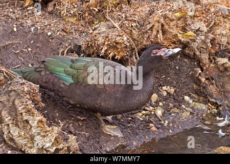 Muscovy duck (Cairina moschata) Männer trinken vom Rand des Wassers, Mexiko, Cund, südlichen USA. Gefangen. Stockfoto