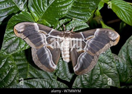 Eri silkmoth (Samia Cynthia ricini) Weibliche ruht mit Flügeln auf offenen auf Blättern, Nordindien, China. Gefangen. Stockfoto