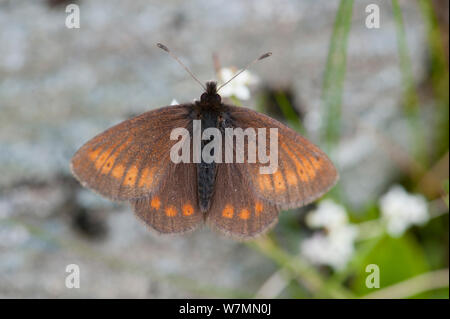 Berg Ringelwürmer Schmetterling (Coenonympha epiphron). Ben Lawers Killin, Schottland. Stockfoto