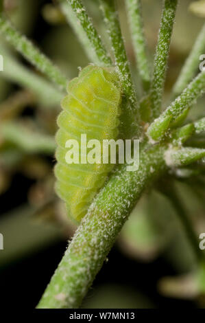 Holly Blue Butterfly (Celastrina Argiolus) Larve auf Efeu (Hedera helix Blume Kopf). Studio, Bristol. Stockfoto