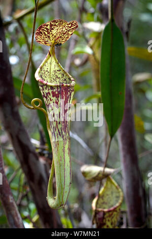 Große Antenne Krug Kannenpflanze (Nepenthes stenophylla) montane moosigen Wald oder Heide' kerangas', südlichen Plateau, Maliau Becken, Sabah's 'Lost World', Borneo Stockfoto