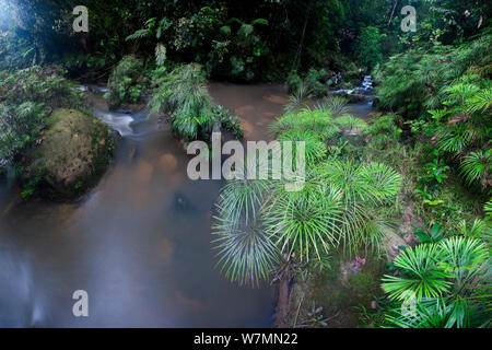 Klumpen von einem riverine Farn (Dipteris lobbiana) wächst in und an einem Nebenfluss des Maliau Fluß, im Herzen des Maliau Becken, Sabah's "Lost World" in der Nähe von Ginseng Camp, Maliau Becken, Borneo (Digital zusammengefügte Bild) Stockfoto