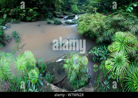 Klumpen von einem riverine Farn (Dipteris lobbiana) wächst in und an einem Nebenfluss des Maliau Fluß, im Herzen des Maliau Becken, Sabah's "Lost World" in der Nähe von Ginseng Camp, Maliau Becken, Borneo (Digital zusammengefügte Bild) Stockfoto