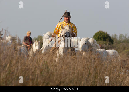 Wächter Rundung auf die weißen Pferde der Camargue, Herde, die durch Schilf und Sumpf, Camargue, Südfrankreich, April 2011 Stockfoto