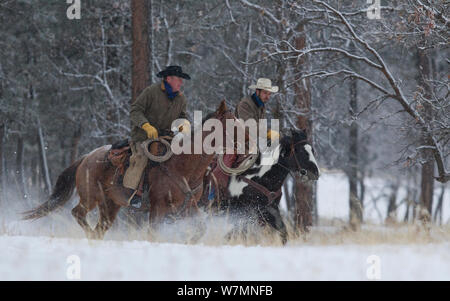 Cowboys durch Schnee, Wyoming, USA galoppierend, Februar 2012, Modell freigegeben Stockfoto