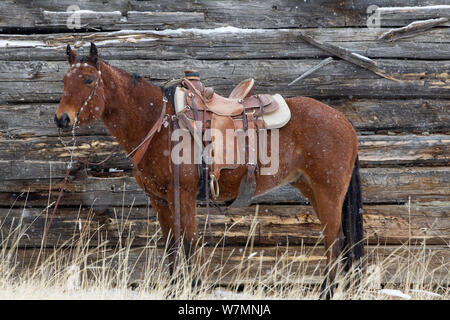 Cowboy's Pferd angebunden, Holzhütte, Wyoming, USA, Februar 2012 Stockfoto