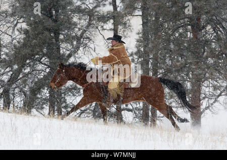 Cowboy im Galopp durch Schnee, tragen dicke Schaffell Fell, Wyoming, USA, Februar 2012, Modell veröffentlicht Stockfoto