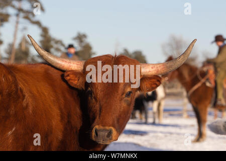 Lange gehörnte Vieh Aufgerundet von Cowboys, Wyoming, USA, Februar 2012, Modell freigegeben Stockfoto