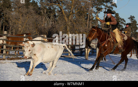 Cowboy lassooing Vieh während der Round-up, Wyoming, USA, Februar 2012, Modell freigegeben Stockfoto