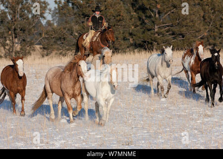 Cowboy aufrunden Herde von Quarter Horses im Schnee, Wyoming, USA, Februar 2012, Modell freigegeben Stockfoto