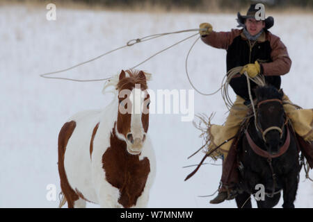 Cowboy lassooing paint Quarter Horse im Schnee, Wyoming, USA, Februar 2012, Modell freigegeben Stockfoto