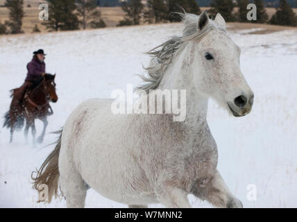 Cowboy Aufrunden grau Quarter Horse, laufen durch Schnee, Wyoming, USA, Februar 2012 Stockfoto