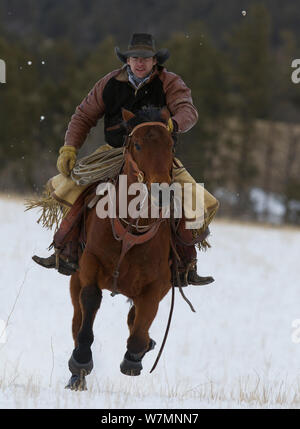 Cowboy Reiten im Schnee montiert, galoppieren, Wyoming, USA, Februar 2012, Modell freigegeben Stockfoto