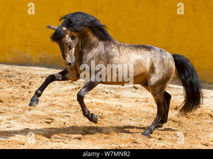 Lusitano Pferd, dun Hengst tänzelt, Portugal, Mai 2011 Stockfoto
