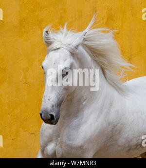 Lusitano Pferd, graue Hengst Galopp, Portugal Stockfoto